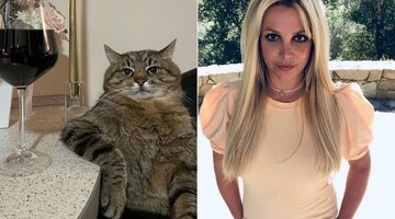 Популярный украинский кот появился в Instagram Бритни Спирс. Теперь Степан - мировая звезда