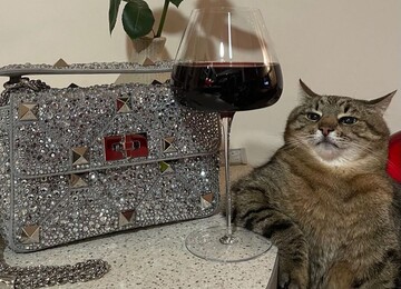 Valentino заказал рекламу у украинского кота Степана, и вот его отношение к брендам