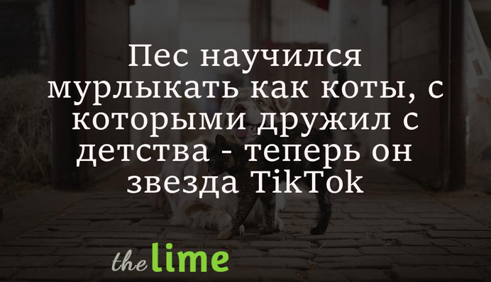 Пес с детства жил с кошками и научился мурлыкать, когда его гладят