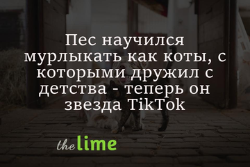 Пес с детства жил с кошками и научился мурлыкать, когда его гладят
