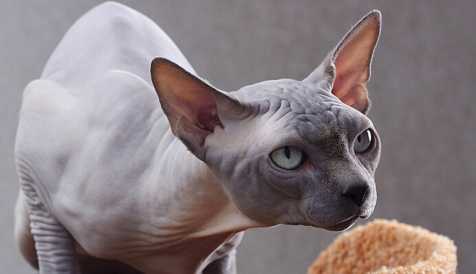 Через рідкісну генетичну мутацію кіт став мускулистим, як бодібілдер - фото