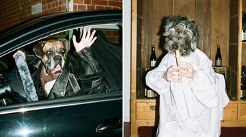 Фотограф снял для календаря собак с человеческими руками, и это самые смешные модели