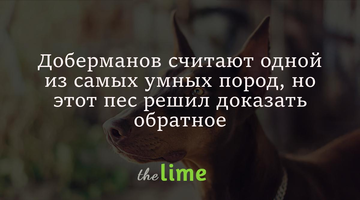 Доберман решил почесать спину, но что-то пошло не так - такого неловкого пса в сети еще не видели