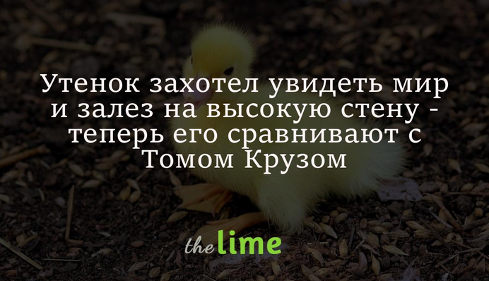Утенок захотел увидеть мир и залез на высокую стену - теперь его сравнивают с Томом Крузом