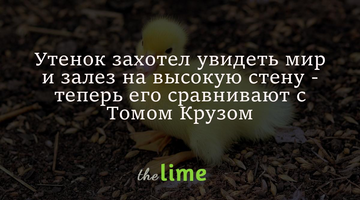Утенок захотел увидеть мир и залез на высокую стену - теперь его сравнивают с Томом Крузом