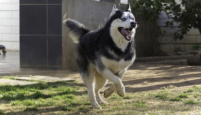 Щасливий хаски підкорив мережу кумедною ходою - ось кому треба на 