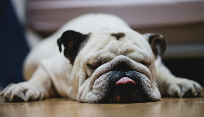 Бульдог с огромным ртом не смог поймать кусочек мяса - объяснить его неудачу просто невозможно