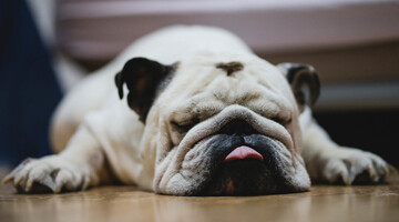 Бульдог с огромным ртом не смог поймать кусочек мяса - объяснить его неудачу просто невозможно