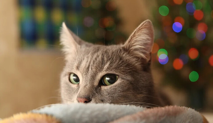 Хозяин решил спасти новогоднюю елку от кота и подвесил ее к потолку - хвостатого это не остановило