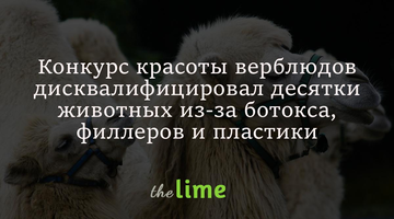 Конкурс красоты среди верблюдов дисквалифицировал более 40 животных за использование ботокса