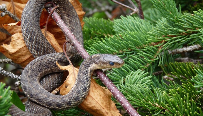 Семья украсила елку и на утро нашла в ней опасного гостя - вот они, минусы Нового года в теплых странах