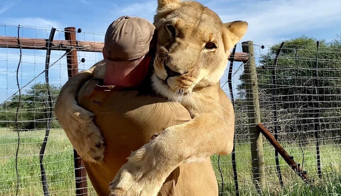 Львица обняла своего лучшего друга-человека, и видео их встречи согревает сердца