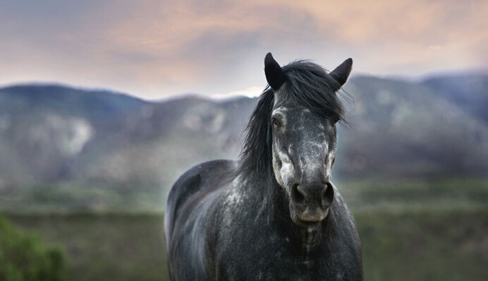 Исландский конь грациозно пробежался по заснеженному полю - такого красавца в сети еще не видели