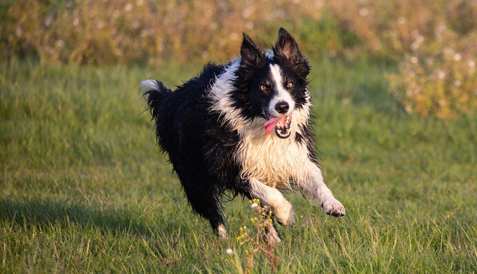 Три собаки перепрыгнули канаву, но каждая приземлилась по-своему - в этом видео вся наша жизнь