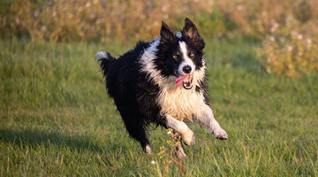 Три собаки перепрыгнули канаву, но каждая приземлилась по-своему - в этом видео вся наша жизнь