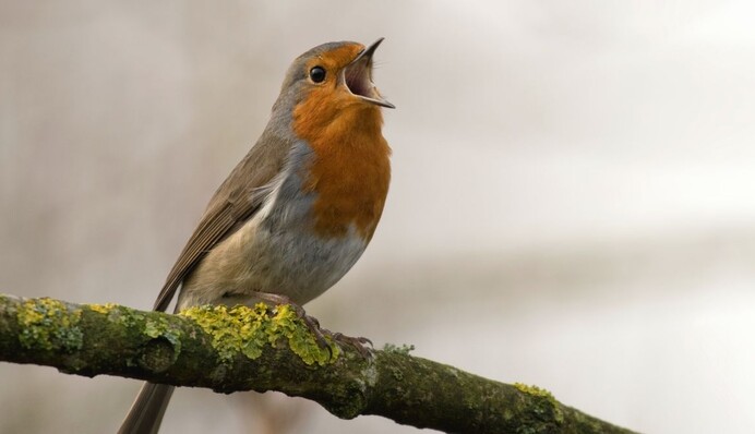 В Австралии голоса птиц обошли песни ABBA и Мэрайи Кэри в музыкальных чартах