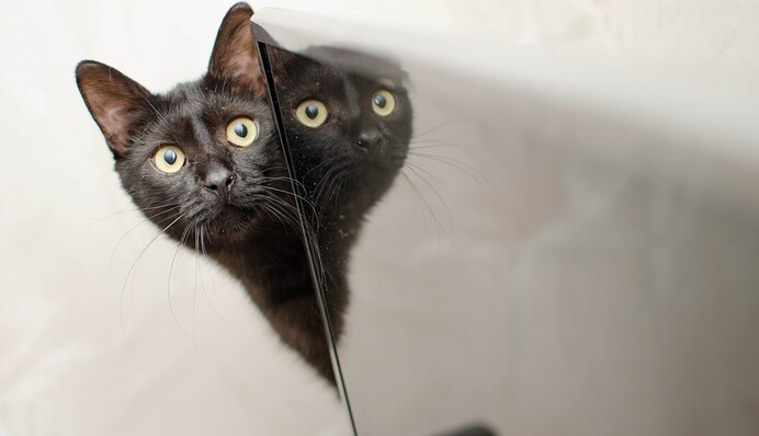 Женщина увидела своего кота на улице и занесла его в дом - внутри ее ждал большой сюрприз