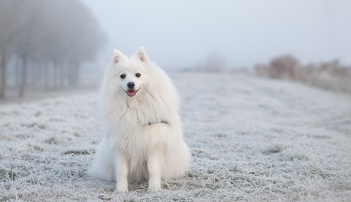 Пухнастий білий пес вирішив помилуватися снігом і сам перетворився на кучугуру: кумедне відео