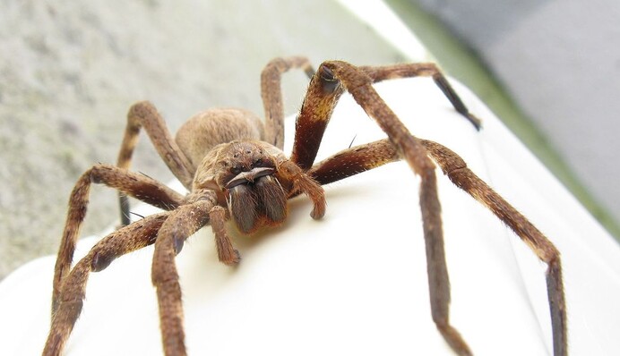 В Австралии большой паук залез на министра во время выступления - ее выдержке можно позавидовать