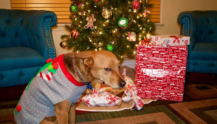 Немає новорічного настрою? Ось 10 кумедних котів та собак, які з вами на одній хвилі