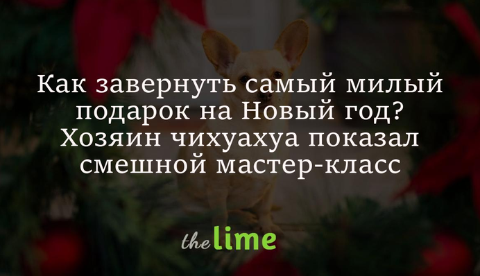 Як загорнути наймиліший подарунок на Новий рік? Хазяїн чихуахуа показав смішний майстер-клас