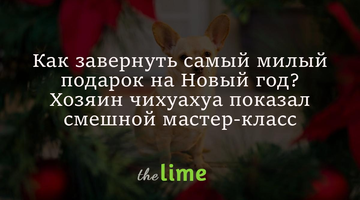 Як загорнути наймиліший подарунок на Новий рік? Хазяїн чихуахуа показав смішний майстер-клас