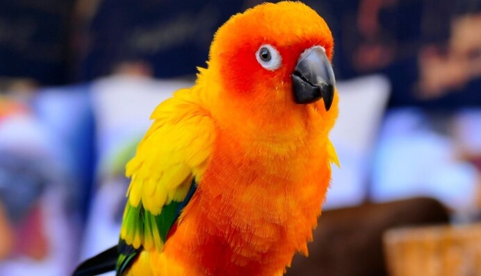 Господар папуги був занадто зайнятий, щоб його погладити - пернатий знайшов смішний вихід із ситуації