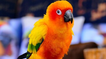 Господар папуги був занадто зайнятий, щоб його погладити - пернатий знайшов смішний вихід із ситуації