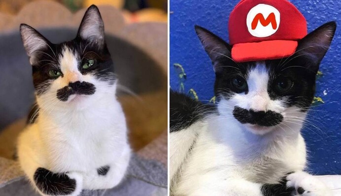 Кошка стала звездой сети благодаря необычным усам - с ними она похожа на Супер Марио