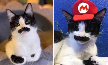 Кішка стала зіркою мережі завдяки незвичайним вусам - з ними вона схожа на Супер Маріо