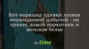 Кіт-злодій здивував господарів несподіваною здобиччю - він приніс додому наркотики та жіночу білизну