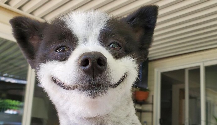 Милый пес стал звездой сети благодаря широкой улыбке - глядя на него тоже хочется смеяться