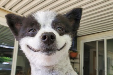 Милий пес став зіркою мережі завдяки широкій усмішці - дивлячись на нього теж хочеться сміятися