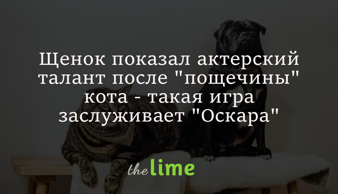 Щенок показал актерский талант после 