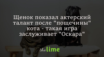 Цуценя показало акторський талант після 