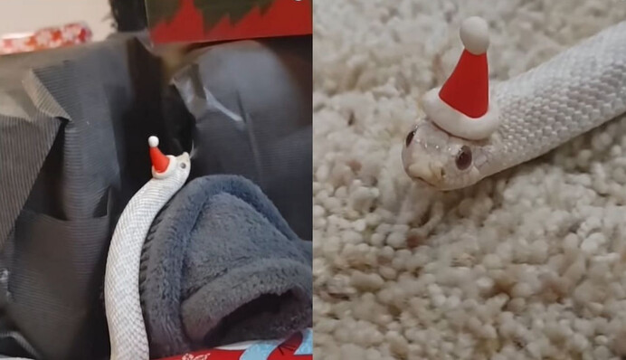 Белый уж в шапочке Санта-Клауса стал звездой сети - такой милой змеи люди еще не видели