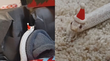 Білий вуж у шапочці Санта-Клауса став зіркою мережі - такої милої змії люди ще не бачили