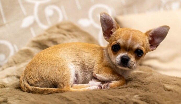 Крошечный чихуахуа не захотел отдавать любимый йогурт - такого грозного зверя в сети еще не видели