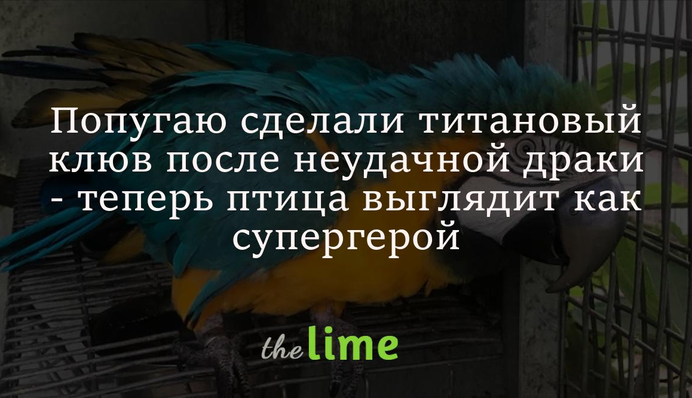 Папузі зробили титановий дзьоб після невдалої бійки - тепер птах виглядає як супергерой