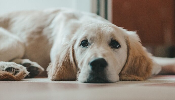 Золотистому ретриверу не сподобався його портрет - реакція пухнастого критика розсмішила мережу