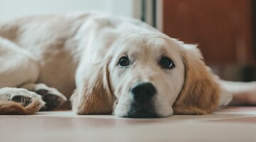 Золотистому ретриверу не сподобався його портрет - реакція пухнастого критика розсмішила мережу