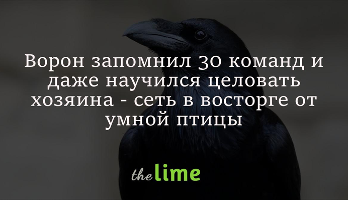 Ворон запомнил 30 команд и даже научился целовать хозяина - сеть в восторге от умной птицы