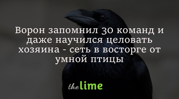 Ворон запомнил 30 команд и даже научился целовать хозяина - сеть в восторге от умной птицы