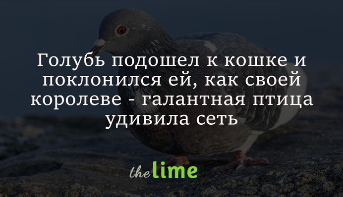 Голубь подошел к кошке и поклонился ей, как своей королеве - галантная птица удивила сеть