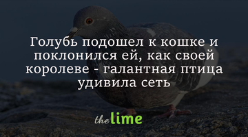Голубь подошел к кошке и поклонился ей, как своей королеве - галантная птица удивила сеть