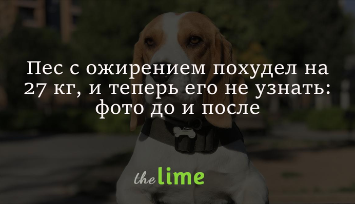 Пес с ожирением похудел на 27 кг, и теперь его не узнать: фото до и после