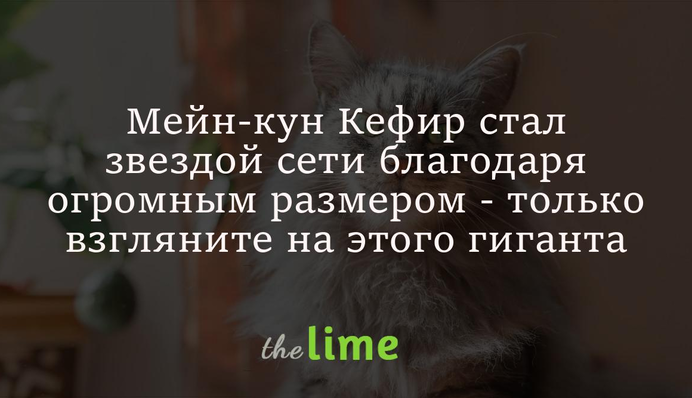 Мейн-кун Кефір став зіркою мережі завдяки величезним розмірам – тільки погляньте на цього гіганта