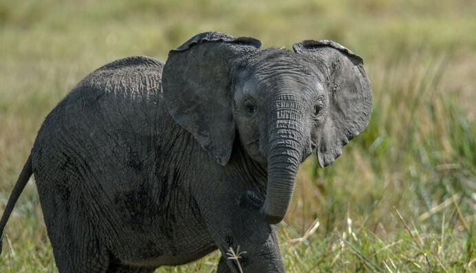 Слоненок заставил машину отъехать назад – такого смелого малыша в сети еще не видели