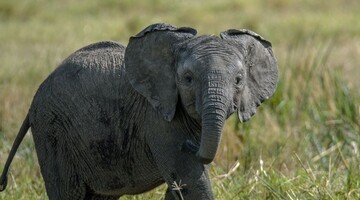 Слоненок заставил машину отъехать назад – такого смелого малыша в сети еще не видели