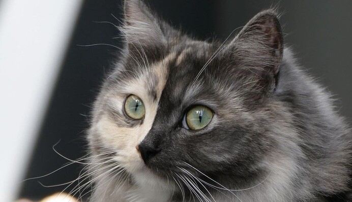 Кошка с необычным окрасом стала звездой сети: фото 